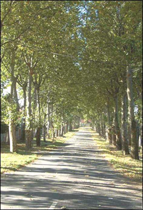 platanuj